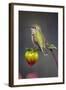 USA, Colorado. Hummingbird rests on flower bud.-Fred Lord-Framed Photographic Print