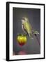 USA, Colorado. Hummingbird rests on flower bud.-Fred Lord-Framed Photographic Print
