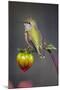 USA, Colorado. Hummingbird rests on flower bud.-Fred Lord-Mounted Photographic Print