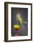 USA, Colorado. Hummingbird rests on flower bud.-Fred Lord-Framed Photographic Print