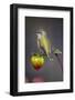 USA, Colorado. Hummingbird rests on flower bud.-Fred Lord-Framed Photographic Print