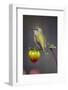 USA, Colorado. Hummingbird rests on flower bud.-Fred Lord-Framed Photographic Print