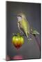 USA, Colorado. Hummingbird rests on flower bud.-Fred Lord-Mounted Photographic Print