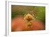 USA, Colorado, Jefferson County. Orb-Weaver Spider on Web-Cathy & Gordon Illg-Framed Photographic Print