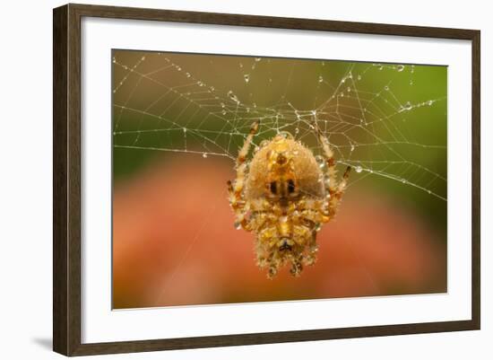 USA, Colorado, Jefferson County. Orb-Weaver Spider on Web-Cathy & Gordon Illg-Framed Photographic Print