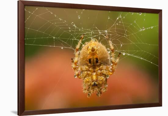 USA, Colorado, Jefferson County. Orb-Weaver Spider on Web-Cathy & Gordon Illg-Framed Photographic Print