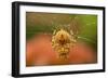 USA, Colorado, Jefferson County. Orb-Weaver Spider on Web-Cathy & Gordon Illg-Framed Photographic Print