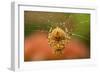 USA, Colorado, Jefferson County. Orb-Weaver Spider on Web-Cathy & Gordon Illg-Framed Photographic Print