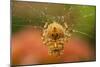 USA, Colorado, Jefferson County. Orb-Weaver Spider on Web-Cathy & Gordon Illg-Mounted Photographic Print