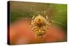 USA, Colorado, Jefferson County. Orb-Weaver Spider on Web-Cathy & Gordon Illg-Stretched Canvas