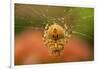 USA, Colorado, Jefferson County. Orb-Weaver Spider on Web-Cathy & Gordon Illg-Framed Premium Photographic Print