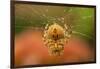 USA, Colorado, Jefferson County. Orb-Weaver Spider on Web-Cathy & Gordon Illg-Framed Premium Photographic Print