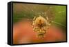 USA, Colorado, Jefferson County. Orb-Weaver Spider on Web-Cathy & Gordon Illg-Framed Stretched Canvas