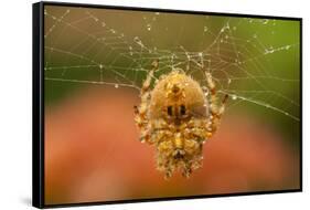 USA, Colorado, Jefferson County. Orb-Weaver Spider on Web-Cathy & Gordon Illg-Framed Stretched Canvas