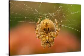 USA, Colorado, Jefferson County. Orb-Weaver Spider on Web-Cathy & Gordon Illg-Stretched Canvas