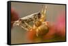 USA, Colorado, Jefferson County. Orb-Weaver Spider with Prey-Cathy & Gordon Illg-Framed Stretched Canvas