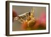 USA, Colorado, Jefferson County. Orb-Weaver Spider with Prey-Cathy & Gordon Illg-Framed Photographic Print