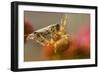 USA, Colorado, Jefferson County. Orb-Weaver Spider with Prey-Cathy & Gordon Illg-Framed Photographic Print