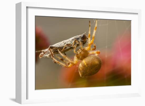 USA, Colorado, Jefferson County. Orb-Weaver Spider with Prey-Cathy & Gordon Illg-Framed Photographic Print