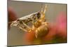 USA, Colorado, Jefferson County. Orb-Weaver Spider with Prey-Cathy & Gordon Illg-Mounted Photographic Print