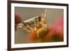 USA, Colorado, Jefferson County. Orb-Weaver Spider with Prey-Cathy & Gordon Illg-Framed Photographic Print