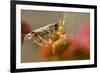 USA, Colorado, Jefferson County. Orb-Weaver Spider with Prey-Cathy & Gordon Illg-Framed Photographic Print