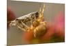 USA, Colorado, Jefferson County. Orb-Weaver Spider with Prey-Cathy & Gordon Illg-Mounted Photographic Print