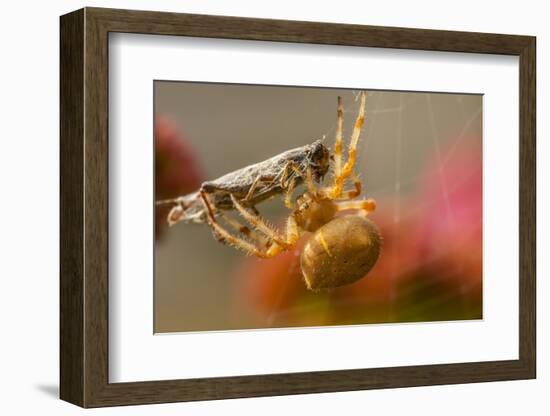 USA, Colorado, Jefferson County. Orb-Weaver Spider with Prey-Cathy & Gordon Illg-Framed Photographic Print