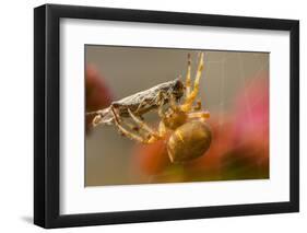 USA, Colorado, Jefferson County. Orb-Weaver Spider with Prey-Cathy & Gordon Illg-Framed Photographic Print