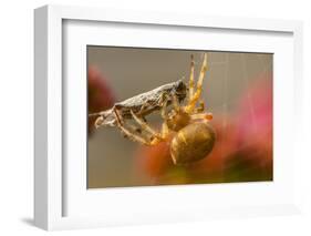 USA, Colorado, Jefferson County. Orb-Weaver Spider with Prey-Cathy & Gordon Illg-Framed Photographic Print