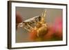 USA, Colorado, Jefferson County. Orb-Weaver Spider with Prey-Cathy & Gordon Illg-Framed Photographic Print