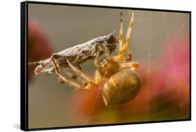 USA, Colorado, Jefferson County. Orb-Weaver Spider with Prey-Cathy & Gordon Illg-Framed Stretched Canvas