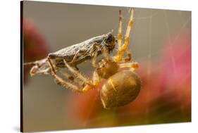 USA, Colorado, Jefferson County. Orb-Weaver Spider with Prey-Cathy & Gordon Illg-Stretched Canvas
