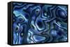 USA, Colorado, Lafayette. Abalone Shell Close Up-Jaynes Gallery-Framed Stretched Canvas