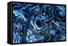 USA, Colorado, Lafayette. Abalone Shell Close Up-Jaynes Gallery-Framed Stretched Canvas