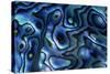 USA, Colorado, Lafayette. Abalone Shell Close Up-Jaynes Gallery-Stretched Canvas