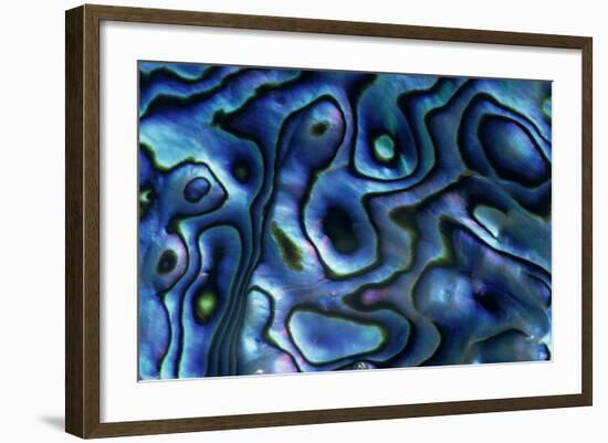 USA, Colorado, Lafayette. Abalone Shell Close Up-Jaynes Gallery-Framed Photographic Print