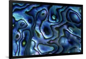 USA, Colorado, Lafayette. Abalone Shell Close Up-Jaynes Gallery-Framed Photographic Print