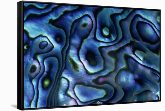 USA, Colorado, Lafayette. Abalone Shell Close Up-Jaynes Gallery-Framed Stretched Canvas