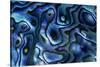 USA, Colorado, Lafayette. Abalone Shell Close Up-Jaynes Gallery-Stretched Canvas