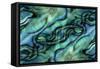 USA, Colorado, Lafayette. Abalone Shell Montage-Jaynes Gallery-Framed Stretched Canvas