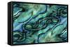 USA, Colorado, Lafayette. Abalone Shell Montage-Jaynes Gallery-Framed Stretched Canvas