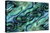 USA, Colorado, Lafayette. Abalone Shell Montage-Jaynes Gallery-Stretched Canvas