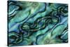 USA, Colorado, Lafayette. Abalone Shell Montage-Jaynes Gallery-Stretched Canvas