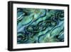 USA, Colorado, Lafayette. Abalone Shell Montage-Jaynes Gallery-Framed Photographic Print
