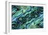 USA, Colorado, Lafayette. Abalone Shell Montage-Jaynes Gallery-Framed Photographic Print