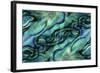 USA, Colorado, Lafayette. Abalone Shell Montage-Jaynes Gallery-Framed Photographic Print