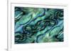 USA, Colorado, Lafayette. Abalone Shell Montage-Jaynes Gallery-Framed Photographic Print