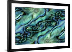 USA, Colorado, Lafayette. Abalone Shell Montage-Jaynes Gallery-Framed Photographic Print