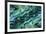 USA, Colorado, Lafayette. Abalone Shell Montage-Jaynes Gallery-Framed Photographic Print